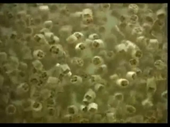 Van het de Drager de Bewegende Bed van Virgin Media K1 K3 K5 Biofilm Reactor Mbbr37 van Biofilm